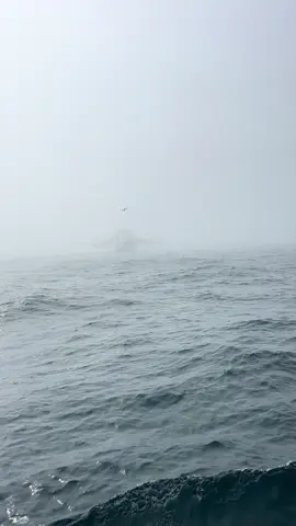 Ghost ship into the fog #ghostship #pirate #fog #offshorefishing #sketchy #florida 