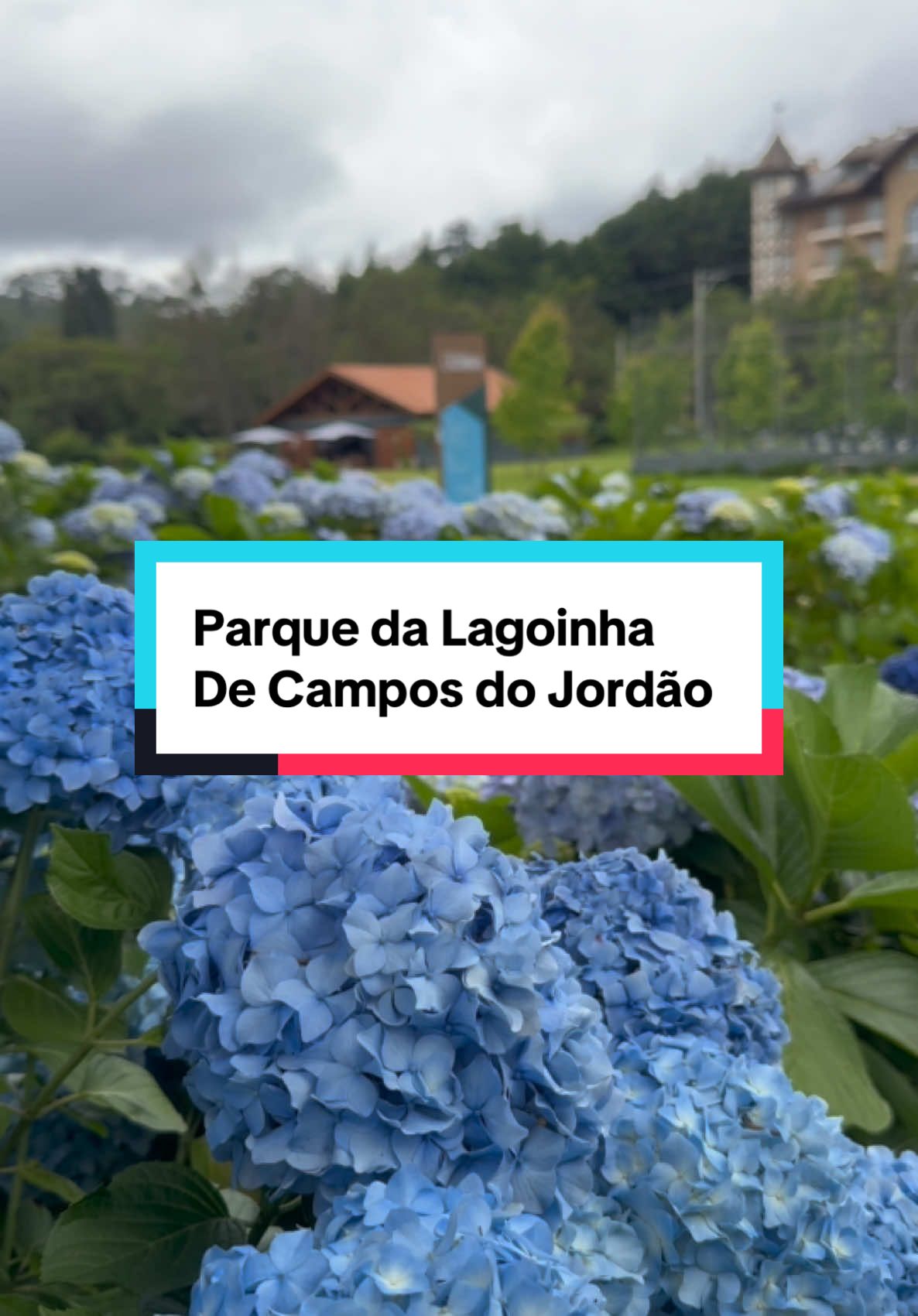 🌸 Você sabia que Campos do Jordão é o paraíso das hortênsias? Essas flores deslumbrantes estão por toda parte, criando um espetáculo de cores que encanta os visitantes! 🌈✨ O Parque da Lagoinha é o lugar perfeito para se perder em meio a um verdadeiro mar de hortênsias. É uma oportunidade única para capturar fotos incríveis e apreciar a natureza em sua plenitude. 🌿📸 Quem mais é apaixonado por essas flores? Deixe seu coração nos comentários! ❤️👇 #Hortênsias #CamposDoJordão #NaturezaLinda