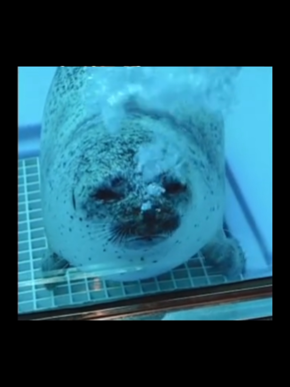 #silly #sharks #sillyseals #cutecore🎀🦴🍮🐾 #stimboard #seals #subtleforeshadowing 