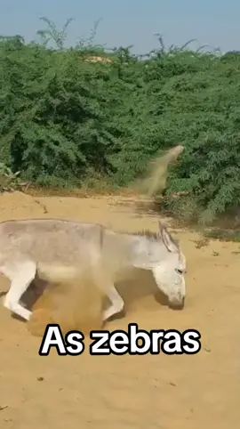 donkey horse mules cow country life country life farm animals