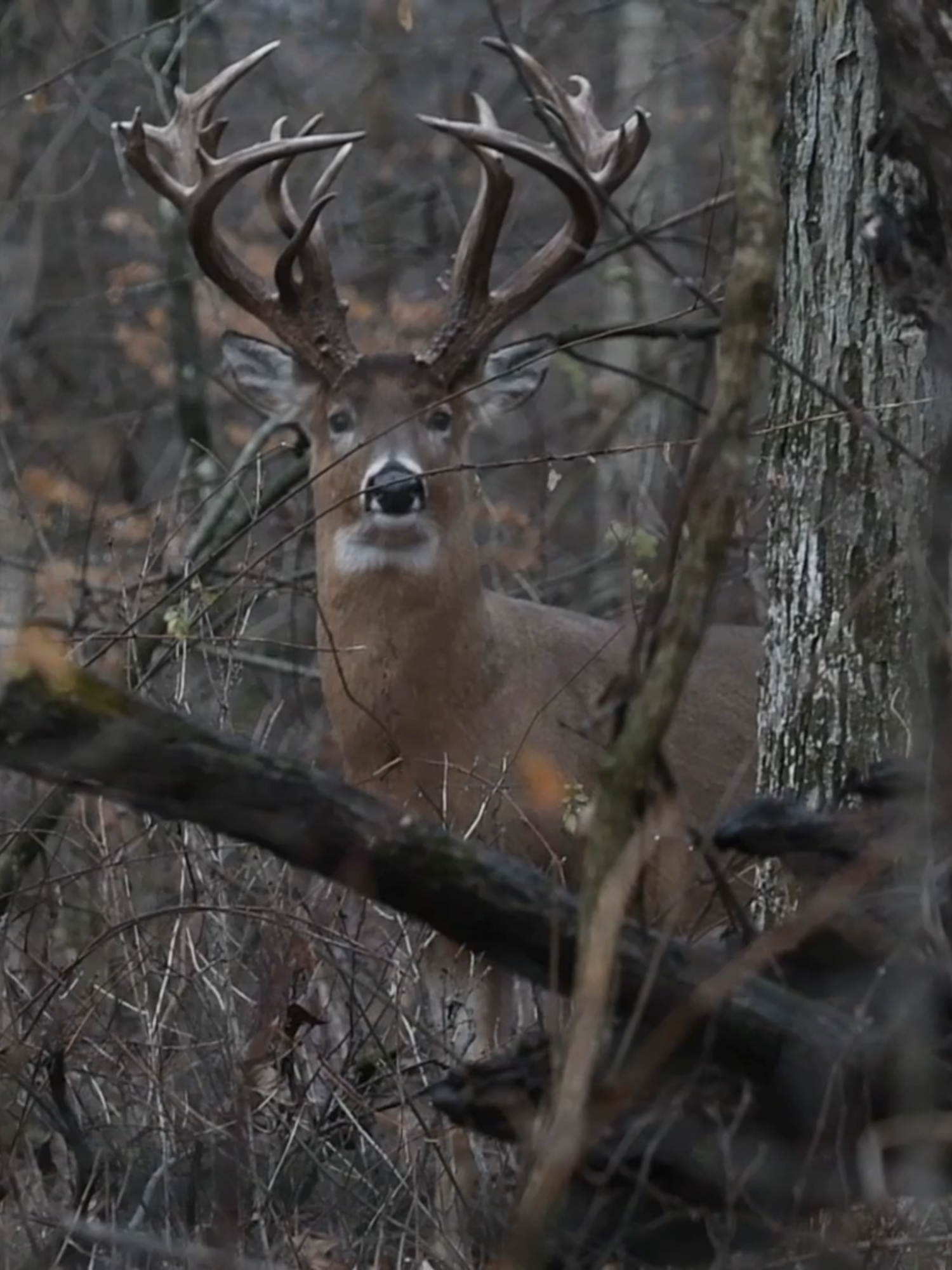 Largest deer I've encountered by far over the past 3 decades.  Have had only a handful of encounters with him the past 3 years.  #whitetail #whitetaildeer #urbanwildlife #deer #wildlifephotography #midwestwhitetail #wildlife #bigbuck #antleraddict #outdoorsman