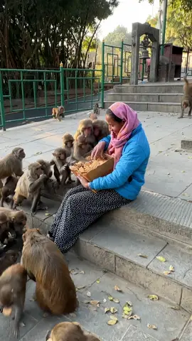 Connecting with Nature || Joyful Moments with Monkeys