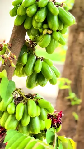 Averrhoa Bilimbi/Belimbing Wuluh #averrhoabilimbi #belimbingwuluh #belimbingsayur #belimbingasam #fruits #plant #fypシ゚ 