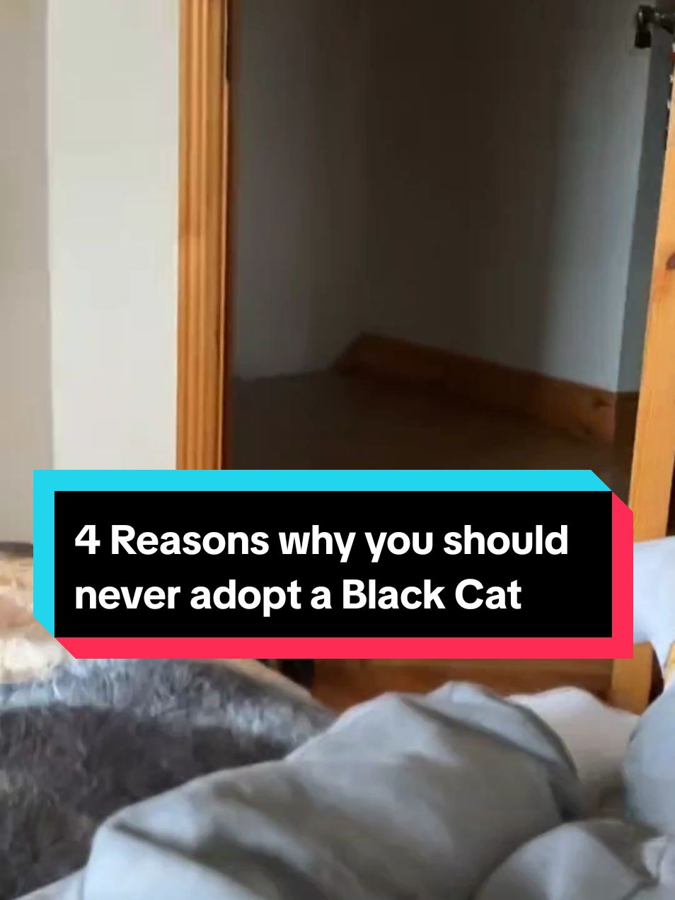 4 Reasons why you should never adopt a Black Cat!❌ #cutecatsoftiktok❤️ #catsoftiktiok #catsdoingthings #blackcats #blackcatsoftiktok #animalsfunny #animalsworld #PetsOfTikTok 