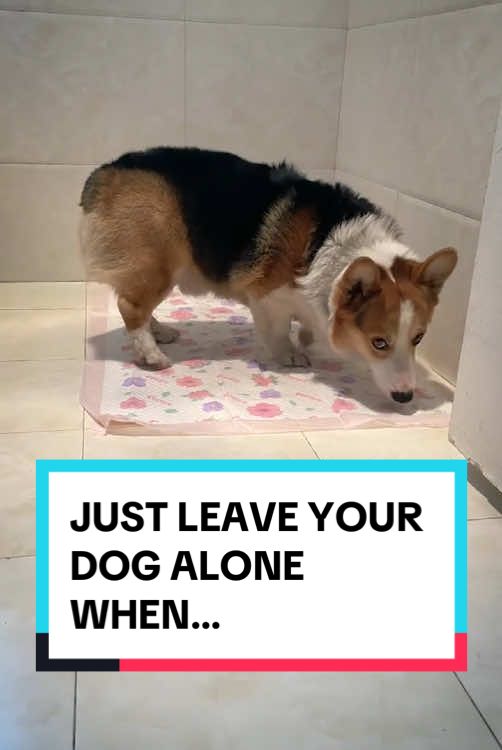 Get this Easy Potty Pad today on Howls Your Day to guide your dog to pee at the right spot! ✨