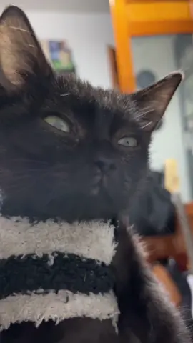 …. #cat #fyp #christmas #duo #foru #catsoftiktok #PetsOfTikTok #gato #viral_video #viralditiktok #makeup #humour #fypp #dueto #navidadentiktok #laugh #risa #masukberanda #tik_tok #tiktokviral #comedia #video #VoiceEffects 