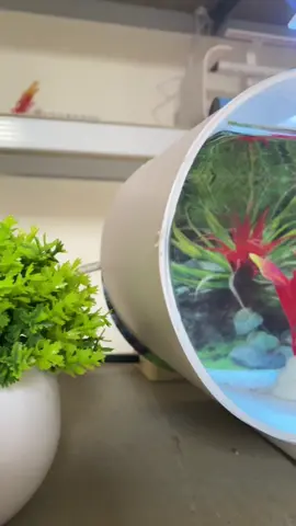 Nambah suasana rumah kamar jadi adem dengan kemercikan air aquarium🥰😍#akuariummini #akuariumikankecil #akuariumestetik #fyp 