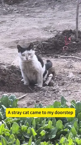 The story between me and a stray cat.🥰🥰🥰#cat #cats #🥰 #