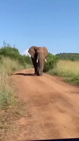 😊🤞☀️  #fyp #reggae #happymood #elephant #dontworry 