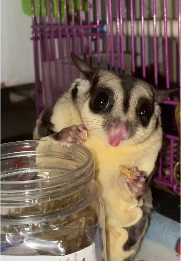 Semua makanan caca suka #sugarglider 