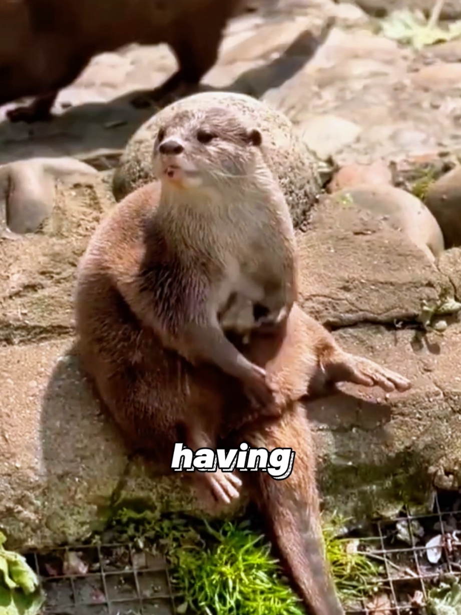 Otter who loves to play ball #animals #foryour #tiktok #funny #otter #ball 