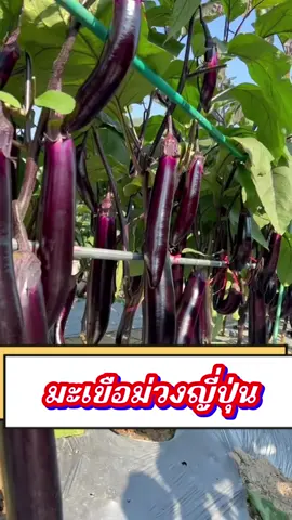 ปลูกง่ายขายดี รายได้ดีกว่างานประจำเลยจ้า #เมล็ดพันธุ์ผักชาวสวน #มะเขือม่วงญี่ปุ่น #ไม่มีพื้นที่ก็ปลูกได้ #เมล็ดพันธุ์แท้ #ทนร้อนทนแล้ง 