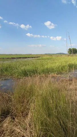 តាមប្រទ្បាយភ្នំលៀប #HookedOnFishing #CapCut #FishingAddict #FishermanGoals #GoneFishing #fishinglife #ReelLife 