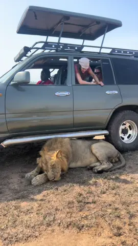 How are you Simba 🦁🦁 . #safari #roadtrip #tiktok #nature #driveuganda #wildlife #ugandatourism #traveluganda #exploreugandawithus #exploreuganda #marvelgorillaadventure 