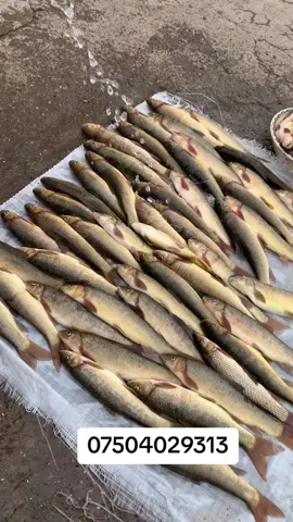 #zaxo_duhok_hewler_slemani_hawler 