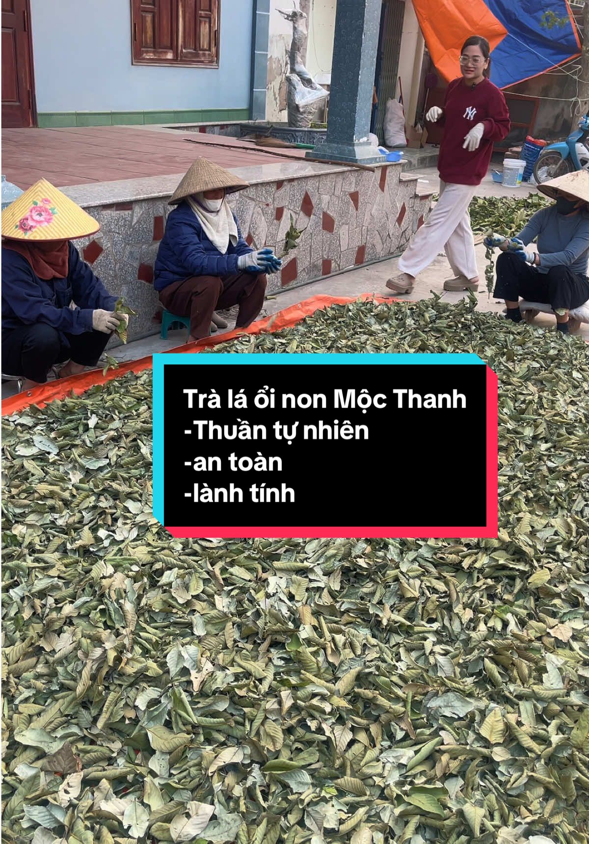 Quý trình phơi lá ổi thủ công của mẹ , các bà , các bác trong xóm#tràláổimộcthanh #binhyen #haiduong34 #xuhuongnongnghiep #sứckhoẻ #sắcđẹp 