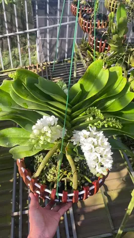 Trâu trắng #lanrung #hoalan #lan #landonthan #lanngocdiem #lannghinhxuan 