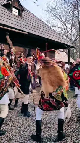 What keeps an ancient ritual alive? Deep in the frosted villages of Romania, amidst snow-dusted rooftops and the earthy aroma of hearthfires, the Jocul Caprei unfolds—a primordial dance of sound, myth, and movement. The capra, a beguiling creation of horns, patchwork blankets, and eerie masks, is brought to life by its handler. Inside this living effigy, a dancer manipulates the wooden clapper that serves as the goat’s mouth, creating sharp, resonant snaps that echo against the winter air. This is not merely a performance but a ritual of vitality, a homage to the eternal cycles of life and death, fertility and renewal. The capre, guided by the man who whistles with commanding sharpness, circle the yard of a village home in a hypnotic dance. Their pace quickens, their movements erratic yet purposeful, like ancient deities awoken to celebrate and guard the season’s bounty. The sound of the wooden clapper, activated by a subtle nudge of the handler’s stick or its contact with the frozen earth, punctuates the frenetic rhythm. Each clap reverberates like a heartbeat, raw and alive, as if the goat itself were something more than artifice—perhaps a bridge to the mystical. This is a festival of senses, not only for what you see but for what you feel. The air hums with energy; the dancers’ cries mingle with the clapping of the capre. It’s an ancient symphony that grips your spirit and pulls you into its orbit. Who moves who here—the handler guiding the capra, or the capra awakening something long-forgotten in the handler? Video by @Dansul Caprei  [Romanian Traditions, Winter Festivals, Folk Rituals, Carpathian Villages, Capra Dance, Ancestral Rites, Ritual Masks, Village Celebrations, Wooden Clapper, Symbolic Horns, Fertility Symbols, Harvest Blessings, Goat Symbolism, Seasonal Customs, Ancient Practices, Cultural Folklore, Vibrant Rituals, Romanian Heritage] #romania #folklore #winterfestivals #traditions #carpathians #travel #capra #ritualdance #culture