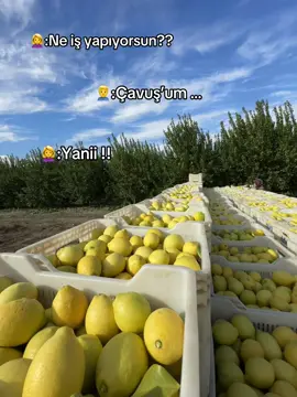 Bütün çavuşlar aynı değildir ama sözüm meclisten dışarı 😂😂 #keşfetteyizzz #mersin #keşfetbeni #keşfetbeniöneçıkar #bahçeciler #bahçeciler 