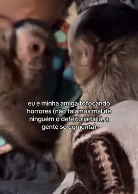 #macaquinhos #amigas #monkey #videoviral #fyp 