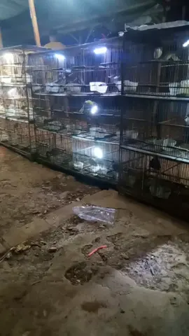 pasar malam burung Sorogenen