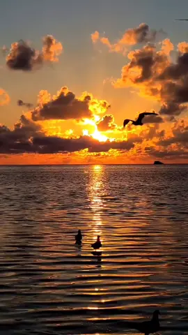 🔊Cheb Hasni🎶kant amour le premier jour  🎼 #LIVEReason  #PaidPartnership  #PaidPartnership 