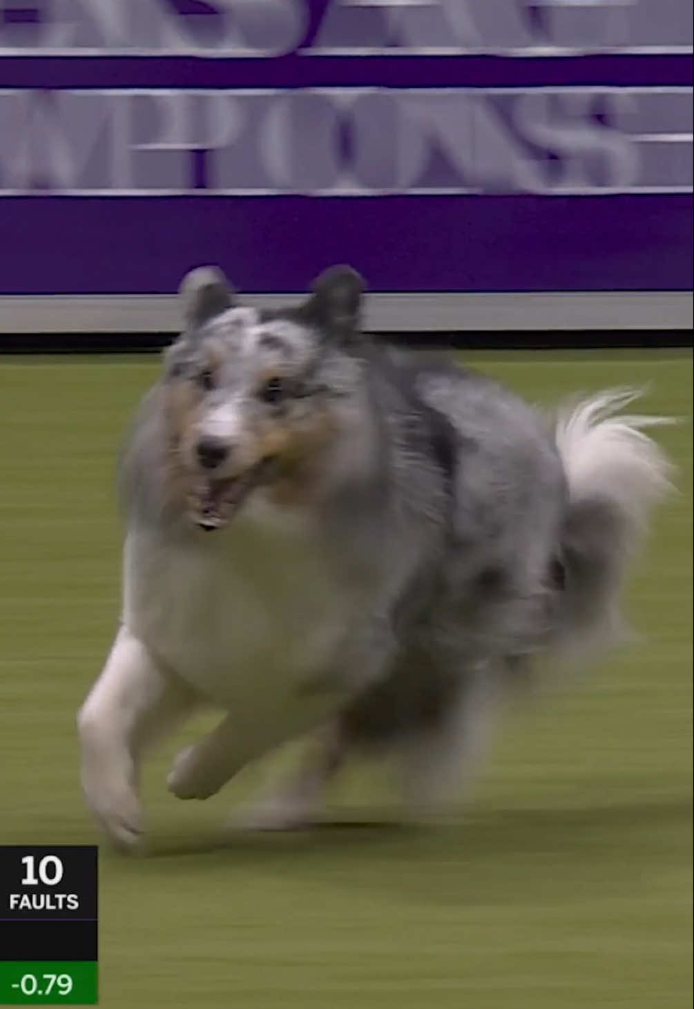 We’re still buzzing for Bee, the Shetland Sheepdog, who managed to fly through the Masters Agility course in just 29.81 seconds earlier this year! 🐝