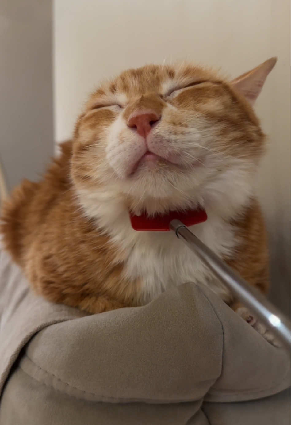 Nice#oye #oyememe #sansanmaoer #catsoftiktok 