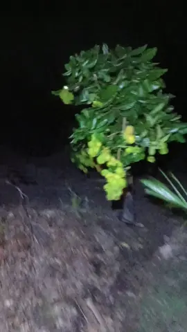 #fyplah jadi kelelawar malam😂 #lewatberanda #kaunakjadipencuri #rambutan #lewatberanda #xybca 