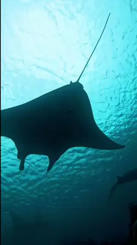 🪄 #nature #komodo #indonesia #scubadiving #komodoisland #animals #bookquotes #quotes #qotd #mantaray #anthonydoerr #allthelightwecannotsee #julesverne