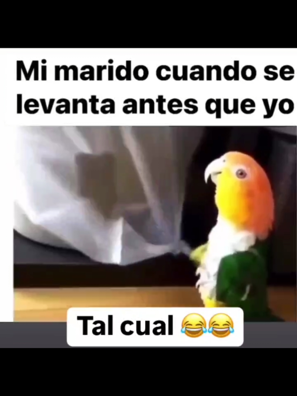#humor #animaltiktok #tiktokanimals #loro #loros #parrot #fyp #fyppp #Chile #latam #morning #trabajar #ruido #parati 