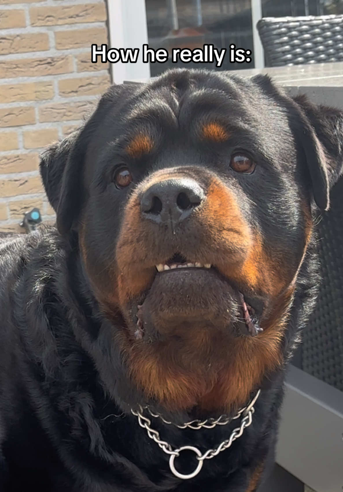 That smile at the end🥹🤣 #rottweiler #dogsoftiktok #dogs #fyp 