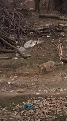 مەگەر نەوگرم#ڕێویەگەڕ#ئەکتیفبن_دلەکانم__😘❤ #خۆشەویستن #پێنجوێنەکەم💙🌙 #سلێمانی_هەولێر_کەرکوک_دهۆک 