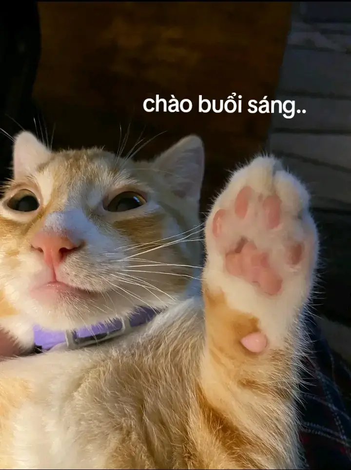 @does not exist #xuhuong #memes #meow #xuhuong2024 #fyp #meme #xhhhhhhhhhhhhhhhhhhhhhhh #cute #viral #xuhuongtiktok 