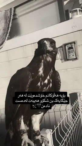 #ماشاءالله_تبارك_الله🧿❤️ #b4rez🕷️ #halokany_kurdstan #acc #fyp #foryou #foryoupage @🖤🦅 #هەڵۆ #باز #شاهین #tiktok #هەڵۆکانی_کوردستان #هەڵۆی_زێڕین #العقاب_الذهبي #golden_eagle #هەڵۆی_زێڕین🦅✨ #لا_اله_الا_الله 