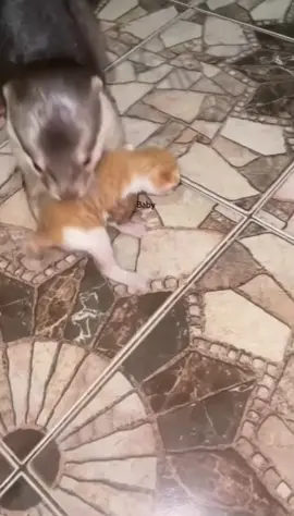 You lost her here🐈 #cutebaby #otter #otterday #выдра #ottersoftiktok #otters #выдрадомашняя 