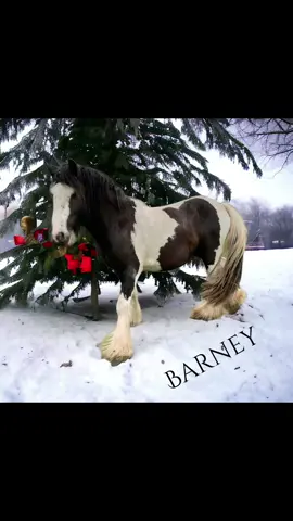 #gypsycob #ponies #horses ##breesworld❤️ 