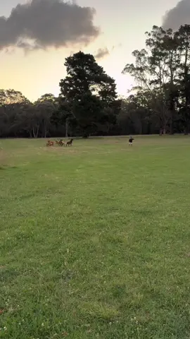 🐱🥰🤣# The cat saved him... #viral #funny #parati #pravoce #foru #4u #fypage #fyp #explore #virall #lustig #animallover #catsoftiktok #cats #sheep 