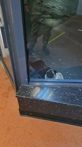 Friday sausage #dog #dogs #pug #pugs #dogsoftiktok #pugsoftiktok #DogTraining #Salford #Nala #NalaSalford 