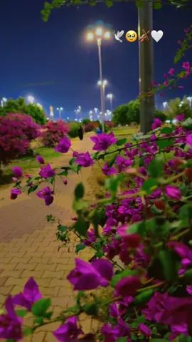 لما تسمع كلمة احبك من يجى بالك ..؟!؟🕊️🤍🕊️❤️#اكسبلوررر #اكسسسسسبلورررررررررر🌹#الضباب_ابها  #الضباب#اكسبلورexplore ##الحب #حبيبي #احبكم  #المشكى_على_الله #خالد_عبدالرحمن_اعاني_حاولت_اجيبك #تصميم #تصاميم #تصميم_فيديوهات🎶🎤🎬 #من_اصدق_ما_قيل #من_اصدق_ماقرات #اكسبلور_explore #شيبت_روحي #ترند_تيك_توك #اطلبي_يانفس_دام_الله_كريم #اكسسسسسبلورررررررررر🌹 #foryou #viraltiktok #😭😭😭😭😭😭💔💔💔💔 #fyp #foryourpage #viraltiktok #fypシ゚viral #fyppppppppppppppppppppppp #بدون_هشتاق #بدون_توقيع #hope #tiktoklongs#foryourpage