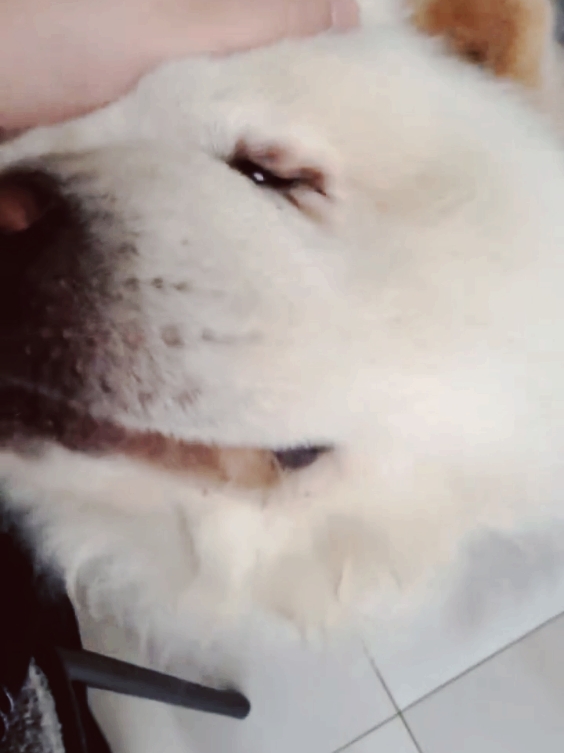 такий милий🥺❤ #фанлебіги #майклуша #мішалебіга #війна #песик #пес #україна #fyppppppppppppppppppppppp #foryoupag #recommendations 