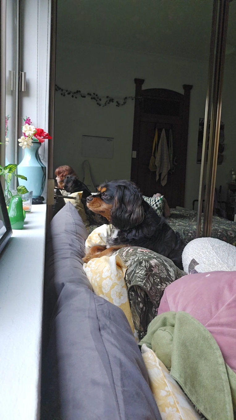 our daily chats but think I said something offensive to him @Sir Remington #cavoodle #woof 
