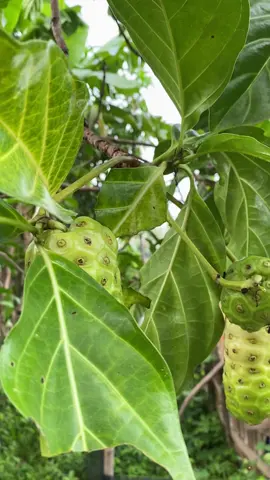 Fakta di balik mitos kalung buah mengkudu Akan tetapi di balik mitos yang begitu laris di masyarakat terdapat maksud dan tujuan tertentu. Pada zaman dahulu orang-orang tua memakaikan kalung buah mengkudu yang matang agar anak yang menderita penyakit gondong tetap beristirahat di rumah. Hal ini dipicu dengan efek buah mengkudu matang yang berbau tidak sedap, sehingga mau tidak mau anak-anak akan tetap di rumah karena malu berkalungan buah mengkudu yang baunya sangat menyengat. Alasan logis lainnya adalah agar penyakit gondong tersebut tidak menular ke teman-temannya, hal ini dikarenakan paramyxovirus sangat mudah menginfeksi hanya dengan lewat percikan air ludah. Meskipun hanya sebuah mitos, hal ini menunjukkan bahwa masyarakat zaman dahulu telah memikirkan tindakan preventif pada penyakit-penyakit yang belum ada obatnya, walaupun kadang menggunakan cara-cara yang kurang masuk akal. #mengkudu #obat #bentis #mengkudubaubusuk #manfaatmengkudu #buahmengkudu #sehat #obatmujarab