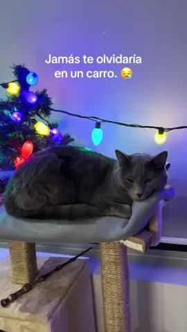 Te lo prometo 😪 que feo ha de haber sentido la muchacha al darse cuenta 😭. Contexto una muchacha olvidó a su perro en el coche varias horas en tiempo de calor y perdió la vida. Que pesadilla 