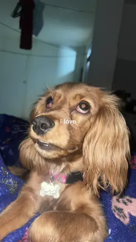 #findeaño #Love #tik_tok #trend #cockerspaniel #perros #frypgシ 