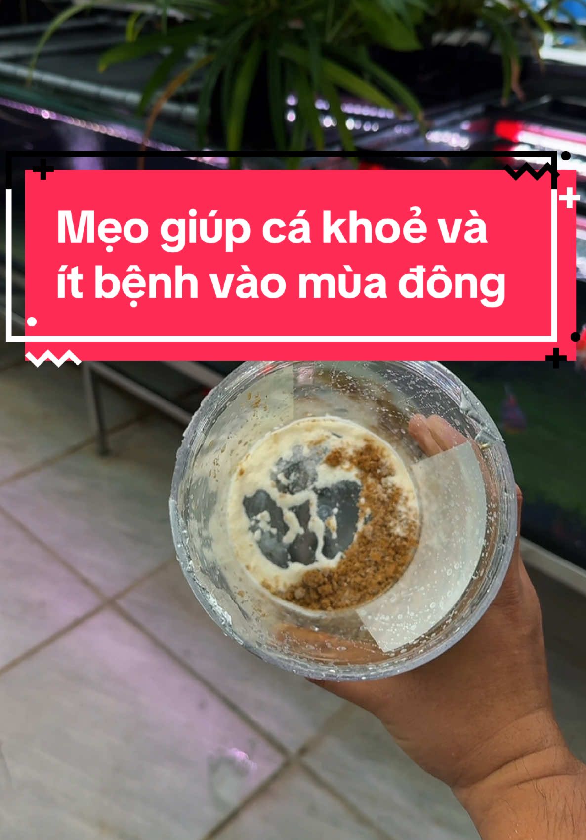 Nuôi cá hồ kính ngoài trời mùa lạnh đơn giản với cách này nha ae ơi . Cá mình nuôi trên sân thượng hiện tại 15-16 độ mà tung tăng luôn #tuấnmêcá #menuoica #hocadongian #tulamhoca #hocatuanmeca #nuoicatrensanthuong #vitamincchoca 