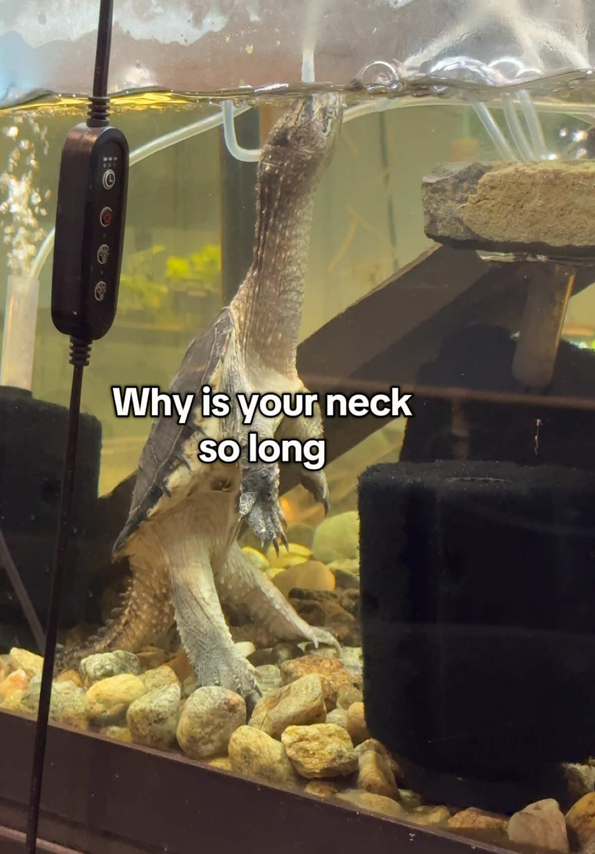 Balthazar has the longest neck I’ve ever seen #snappingturtle 