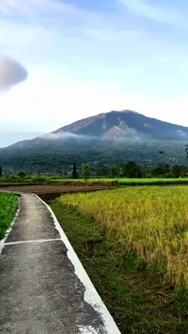 Hayo kurang indah apa lagi ….! Di apit gunung singgalang dan marapi,dan hamparan sawah nan menghijau membuat semangkin sejut #fypage #fypminang #minangtiktok #wisatasumbar #viraltiktok #bujangminang #indomalay🇮🇩🇲🇾 #sumbartiktok #singalangmarapi 