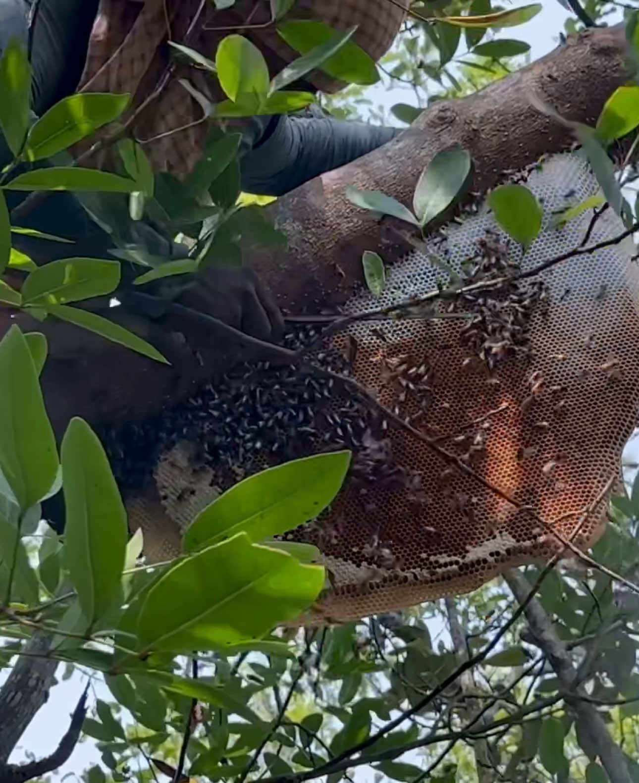সুন্দরবনের নিজশ্ব সংকেত না বুঝলে ঘটে যেতে পারে ভয়ঙ্কর ঘটনা। ##ibrahimcoastal##sundorbon##sundorban##honey#adventure