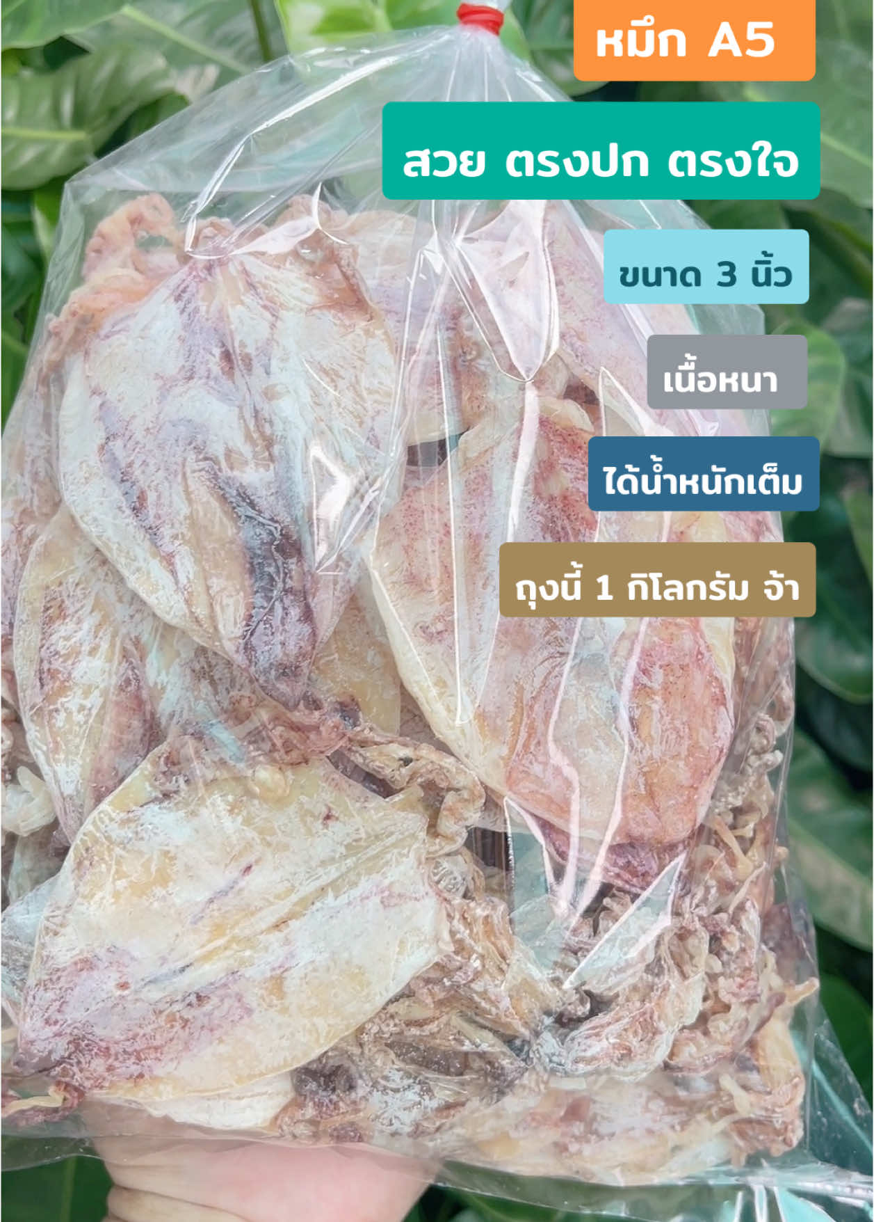 หมึก A5 สวยมาก ย่างได้ บดได้ ทอดได้ เนื้อหนา ไม่เค็มจ้า ❤️🦑 @🦑 หมึกทอง อาหารทะเลแห้ง 🐙  @🦑 หมึกทอง อาหารทะเลแห้ง 🐙  @🦑 หมึกทอง อาหารทะเลแห้ง 🐙  #หมึกa5 #ปลาหมึก #ปลาหมึกย่าง #หมึกย่าง #หมึกบด #ปลาหมึกแห้ง #หนวดปลาหมึก #หมึกแห้ง #ปลาหมึก #หมึกทอง #อาหารทะเลแห้ง #หมึกa6 